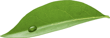 leaf1