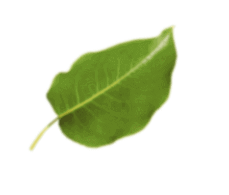 leaf2