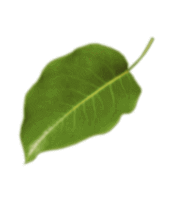 leaf3