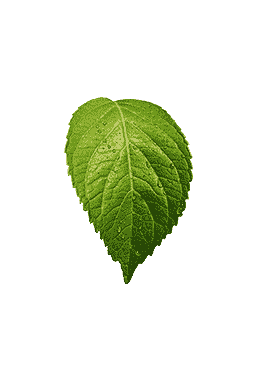leaf4