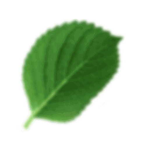 leaf5