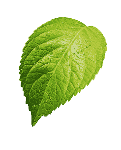 leaf6