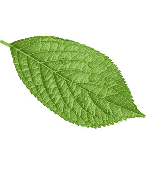 leaf7